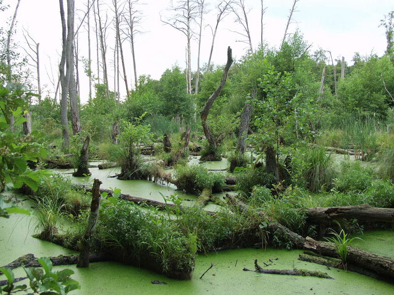 sumpf und moor Foto & Bild landschaft, moor, natur Bilder auf