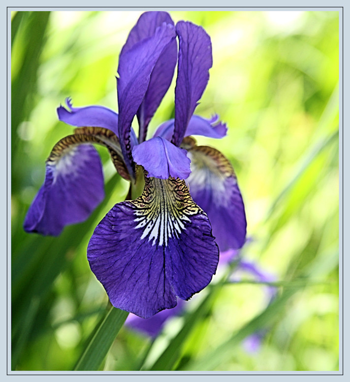 Sumpflilie Schwertlilie Iris blau Foto & Bild pflanzen, pilze