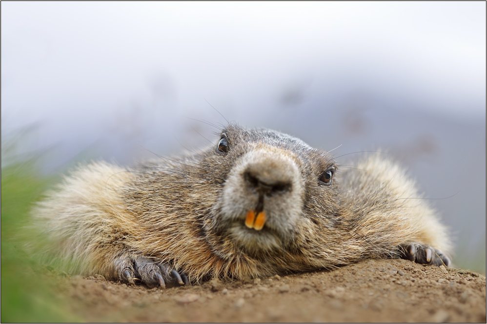 täglich grüßt das Murmeltier Foto & Bild tiere, wildlife, säugetiere