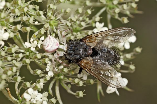 Täter und Opfer: Gehöckerte Krabbenspinne, Männchen (Thomisus onustus) - La Thomise replet.