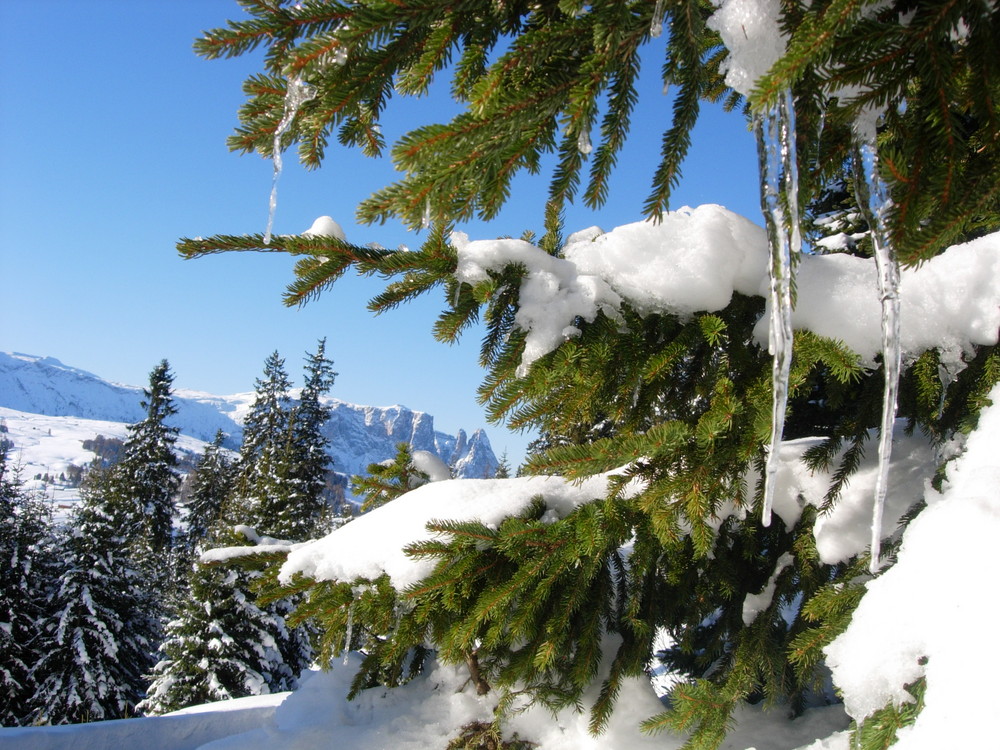 Tanne im Schnee Foto & Bild archiv kritik am bild, kritik am bild