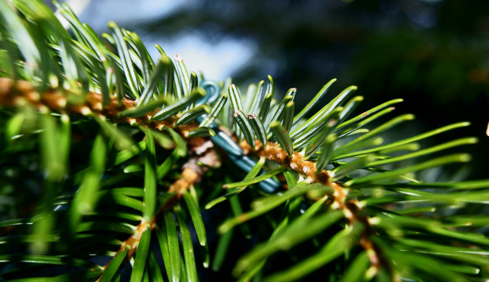 Tannenbaum Foto &amp; Bild | natur-makros, natur-kreativ, aufnahmetechniken ...