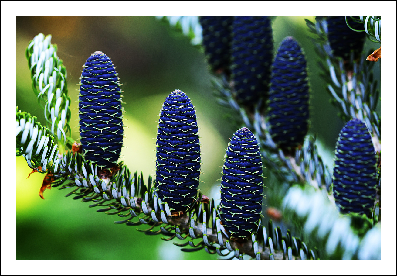 Tannenzapfen der KoreaTanne (Abies koreana) Foto & Bild pflanzen