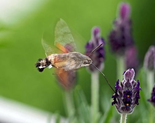 Taubenschwänzchen (Macroglossum stellatarum). - Le Moro-Sphinx goutte une fleur de lavande!