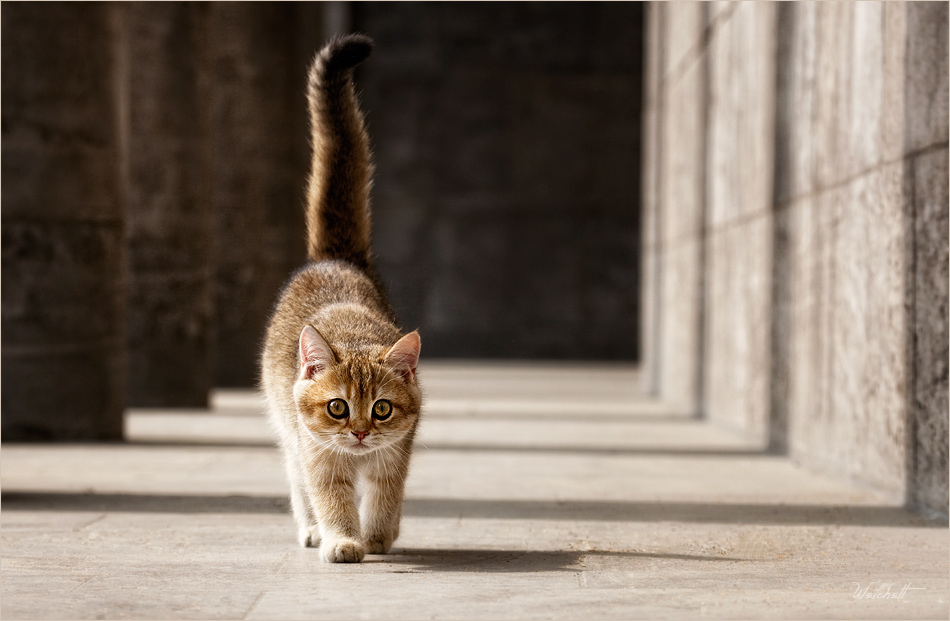 Tempelkatze Tempelkatze