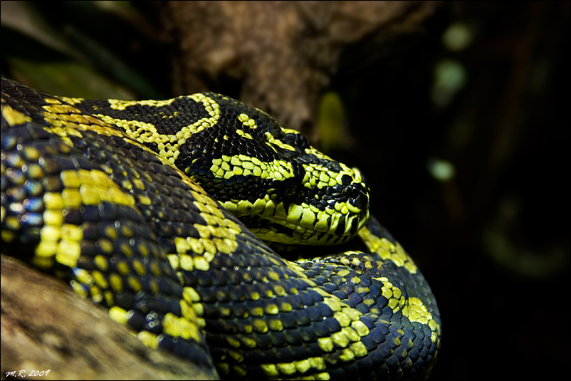 Teppichpython Foto & Bild tiere, zoo, wildpark Teppichpython Foto & Bild tiere, zoo, wildpark