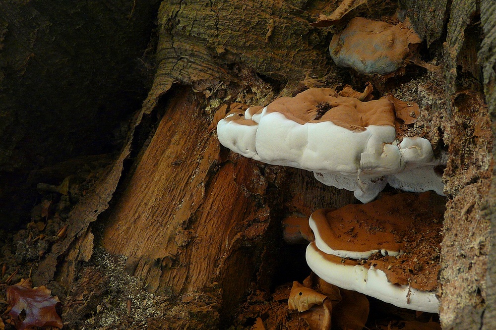 The Fungi world (56) Root rot photo &amp; image nature