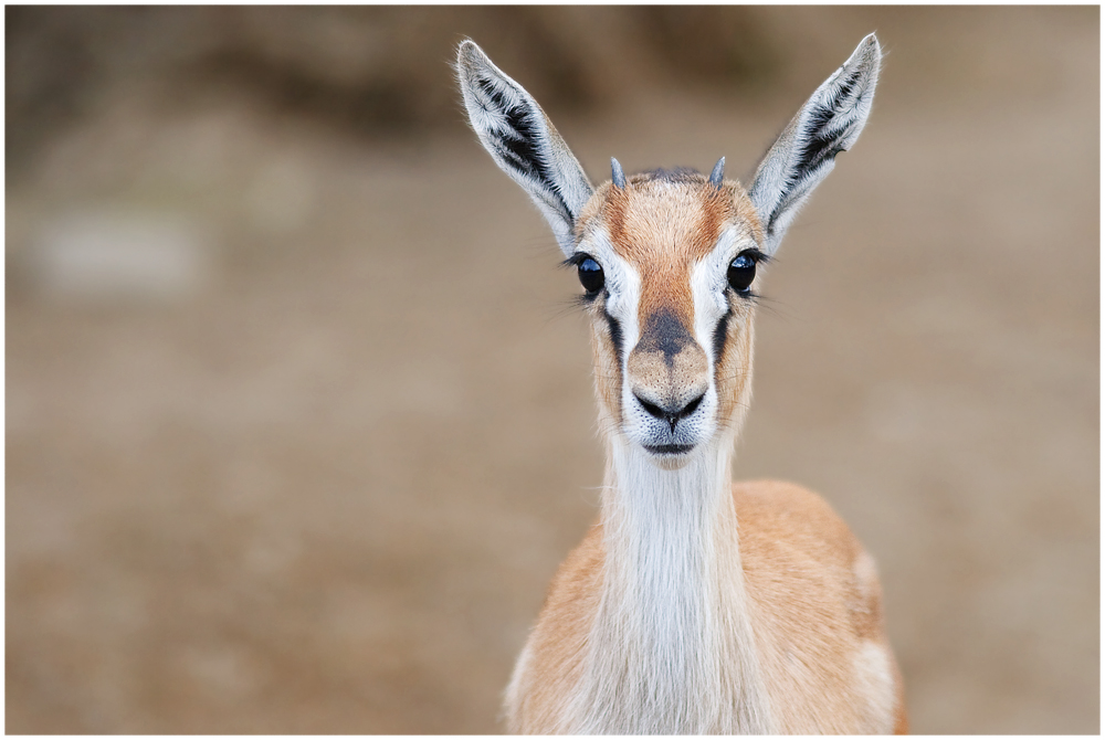 gazelle vintage blue