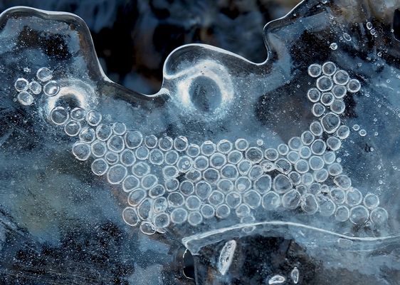 Tiefgekühlte Eis - Insekten - Eier.., oder auch nur Luftblasen... - Oeufs d'un insecte glacial?