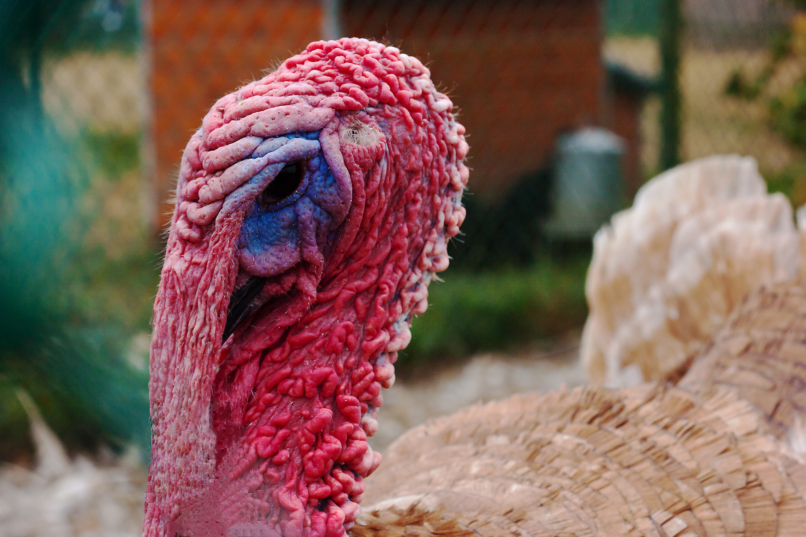 Tiens donc, dis donc, un dindon photo et image animaux, animaux