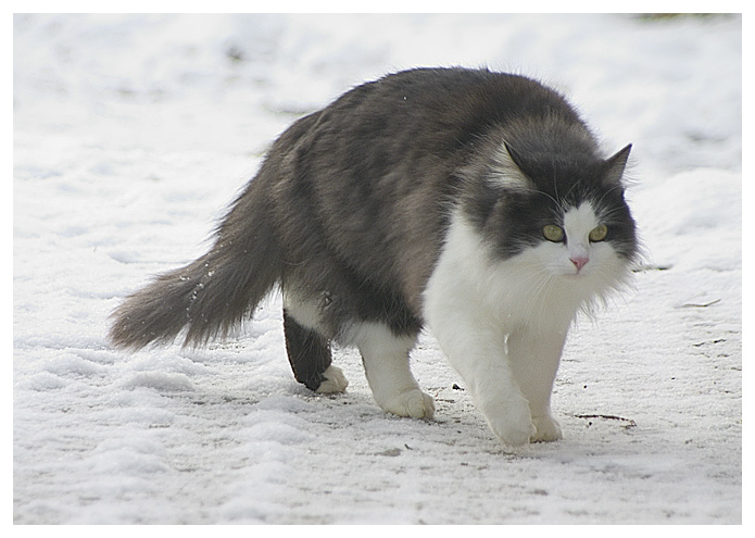 Tiere im winter kennenlernen Tierlexikon für Kinder, SWR Kindernetz OLI's Wilde Welt