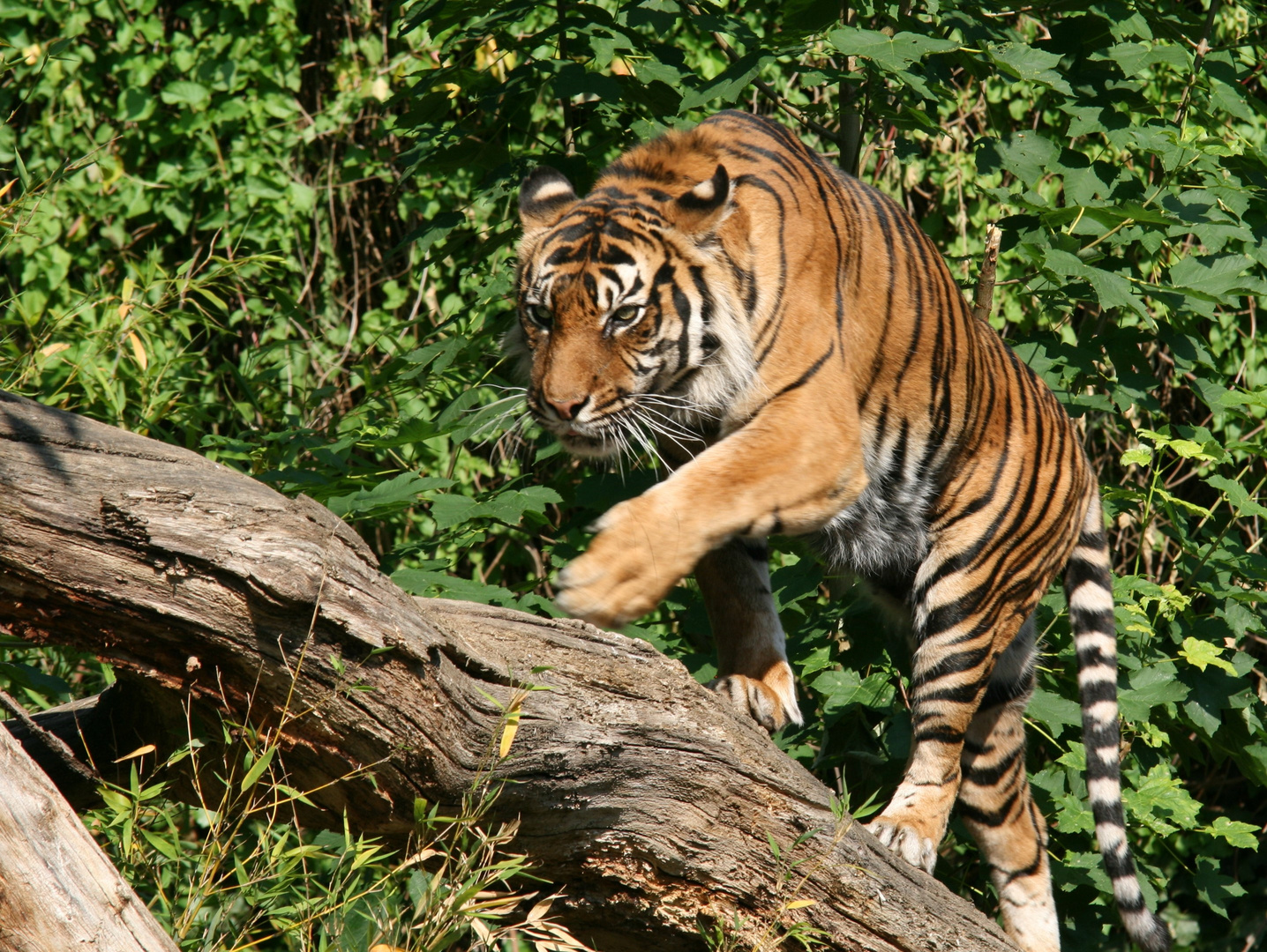 Tiger Auf Baum Tiger Auf Baum