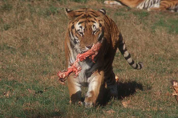 tiger-tierpark-norditalien-0d577579-a42e-46e9-be4e-6a444f16d348.jpg