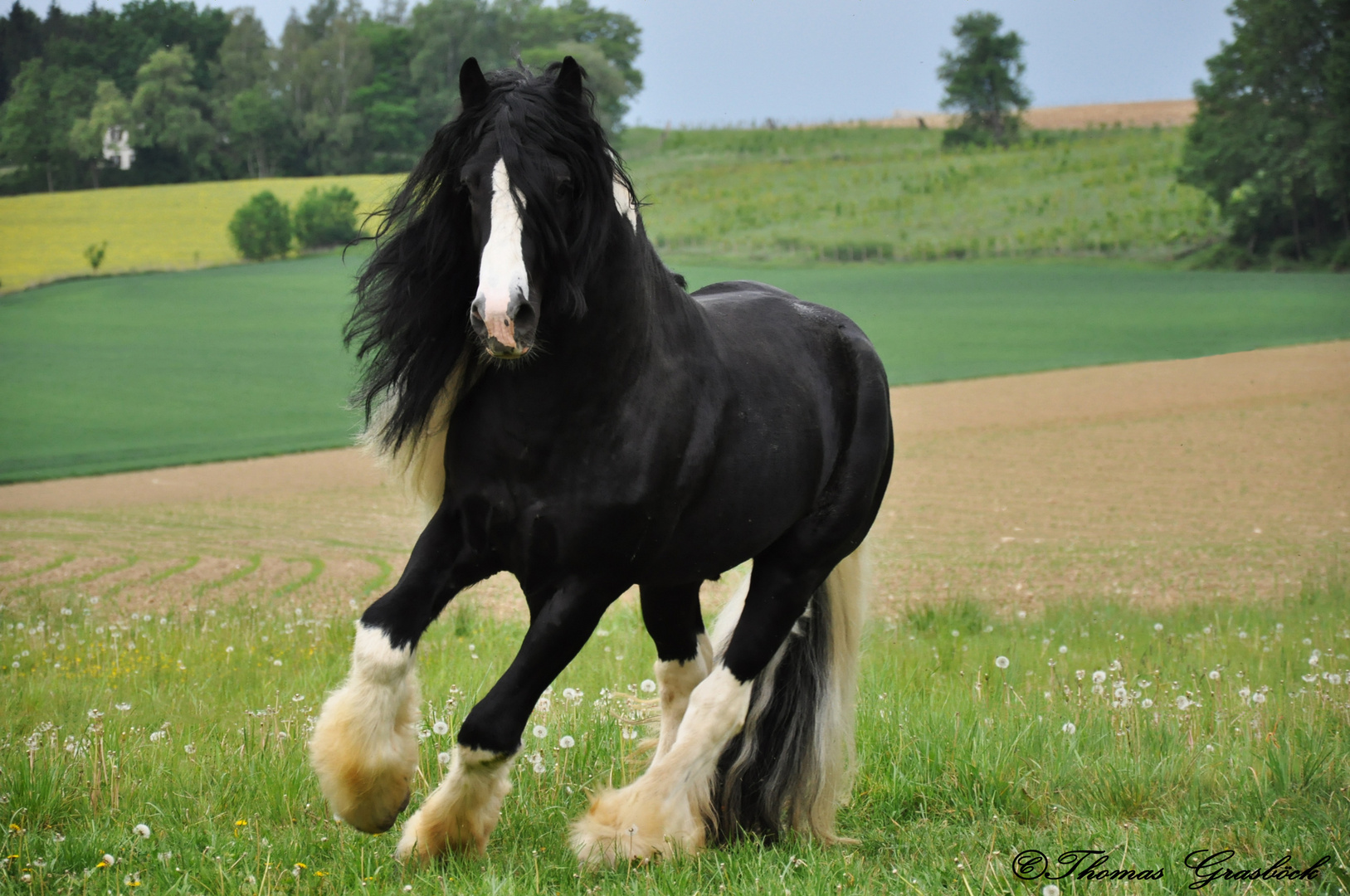 Tinker Deckhengst Foto Bild tiere haustiere pferde esel Tinker Deckhengst Foto Bild tiere haustiere pferde esel