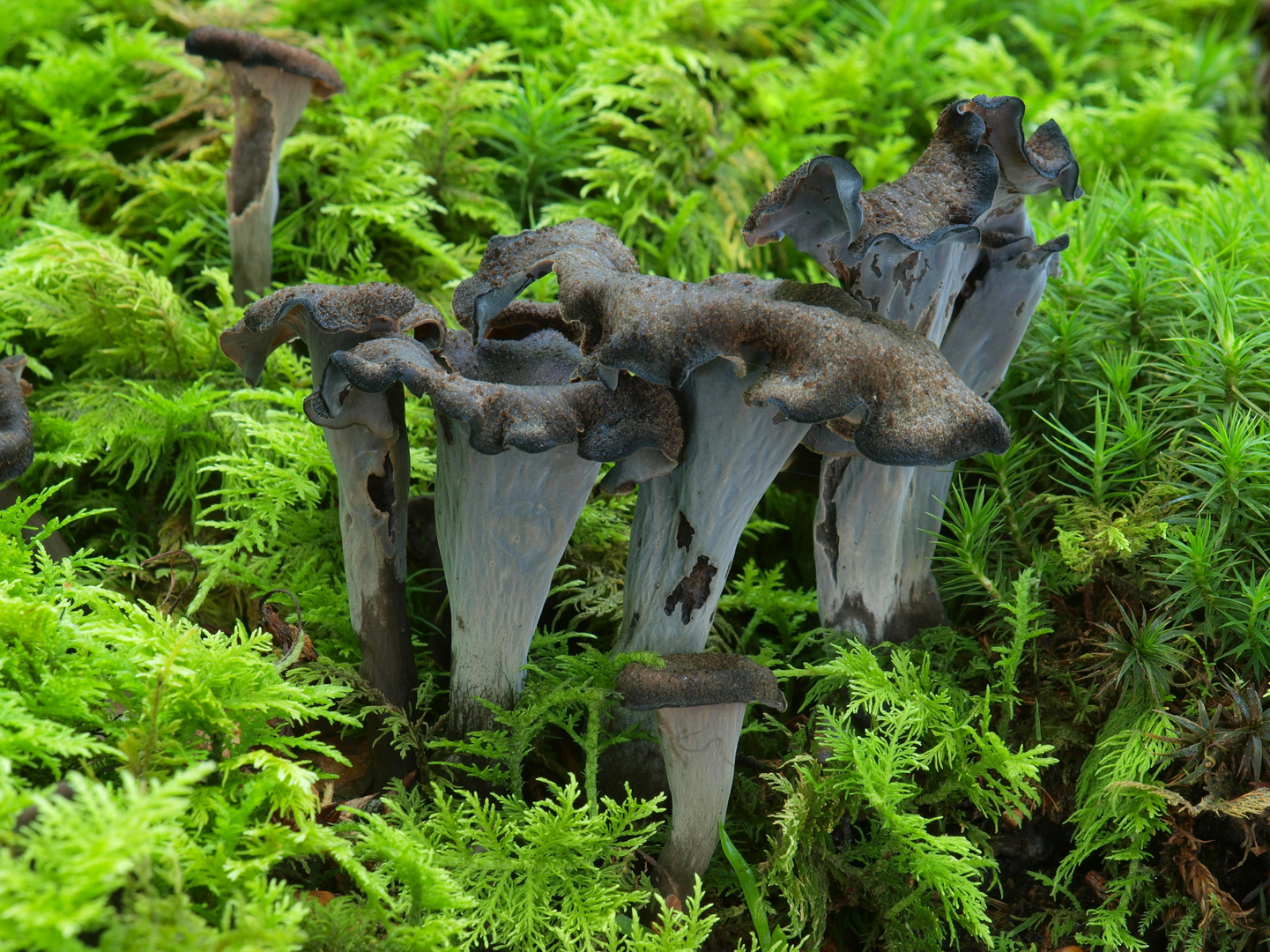 Totentrompeten - Herbsttrompeten Foto &amp; Bild | natur, pilz, pilze ...