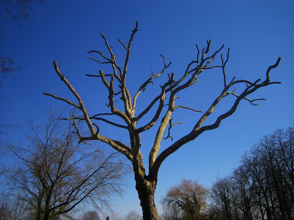 toter Baum Foto & Bild pflanzen, pilze & flechten, bäume, baumrinden