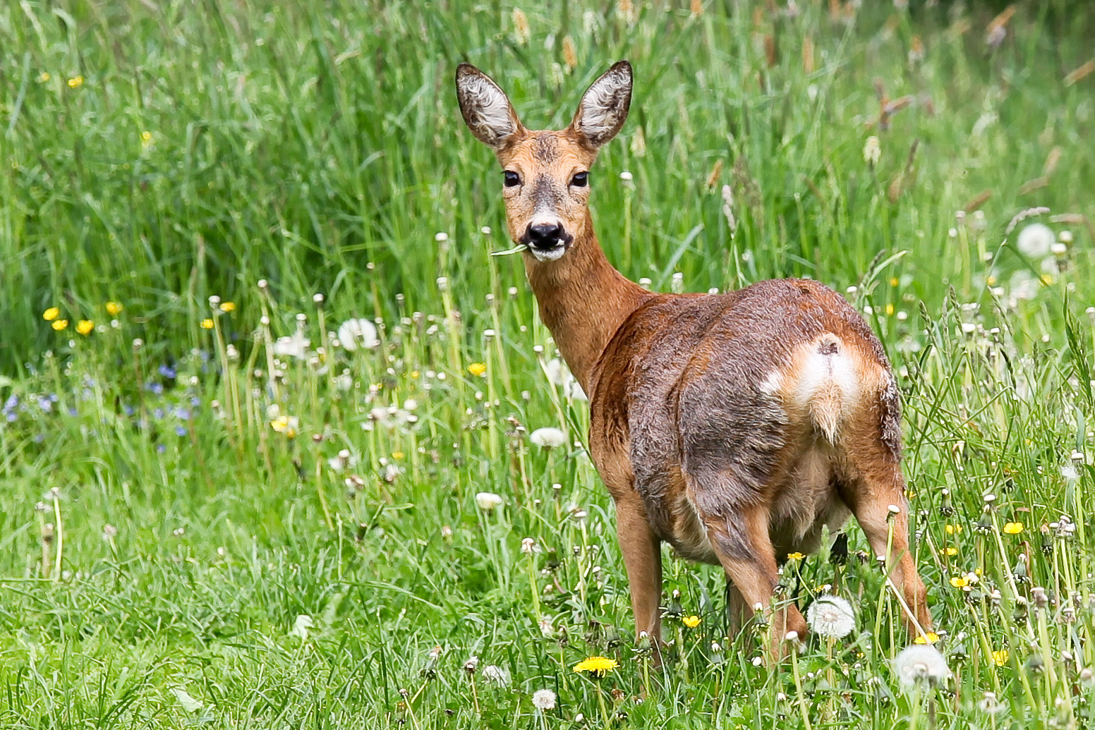 Trächtiges Reh Foto & Bild tiere, wildlife, säugetiere Bilder auf