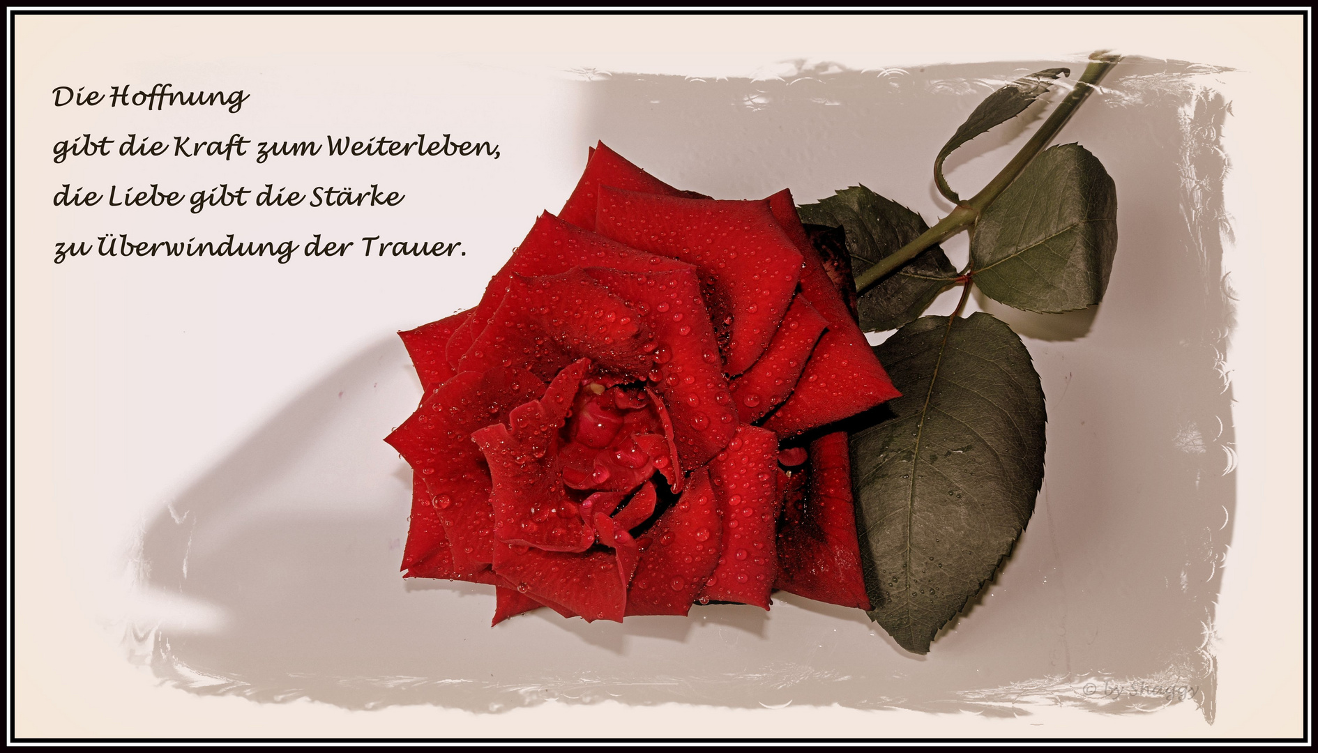 Tränen einer Rose Foto & Bild trauerkarten, trauer, karten Bilder auf