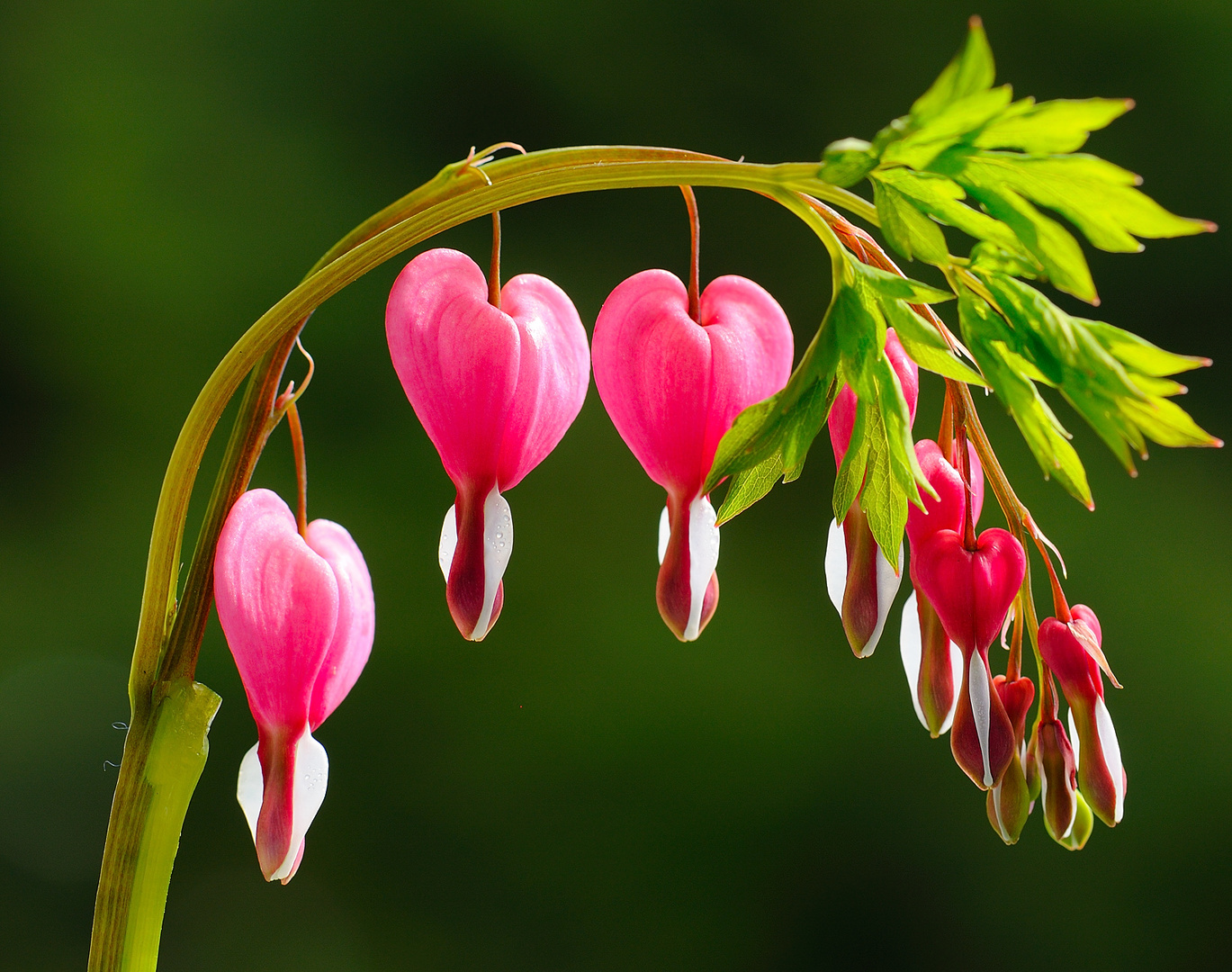 Tränendes Herz Foto & Bild pflanzen, pilze & flechten, blüten