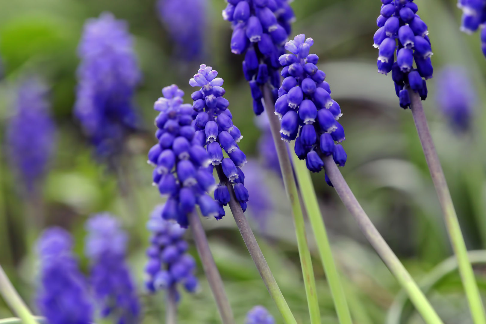 Trauben Hyazinthe Foto & Bild pflanzen, pilze & flechten, blüten
