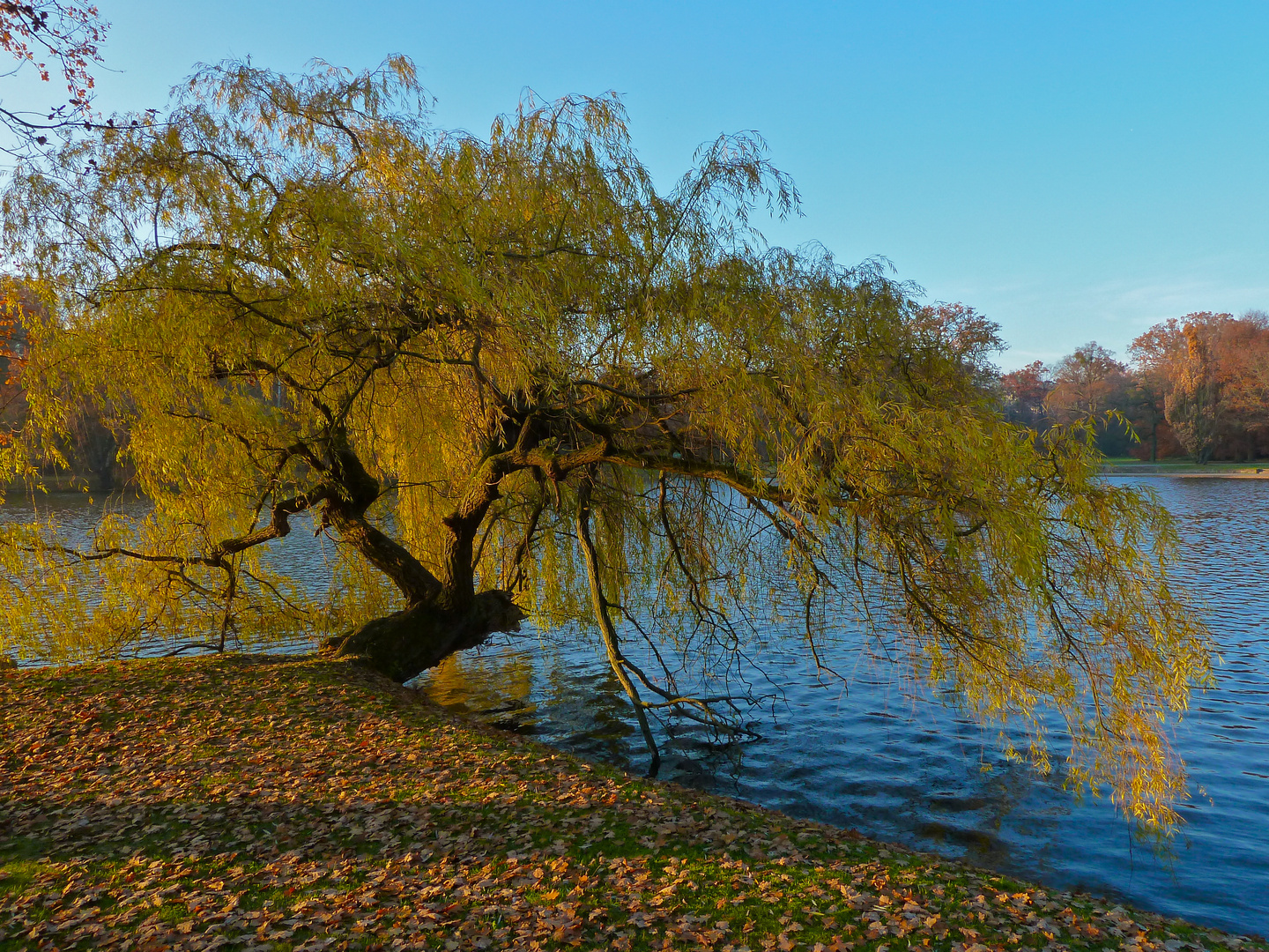Trauerweide Foto &amp; Bild landschaft, garten