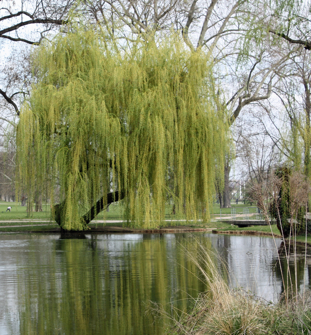 Trauerweide Foto & Bild Natur, Bäume, Pflanzen, Pilze & Flechten