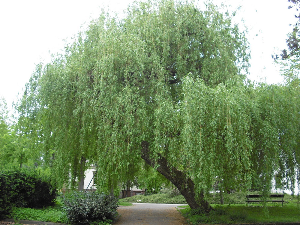 Traurige Weide Foto & Bild landschaft, garten