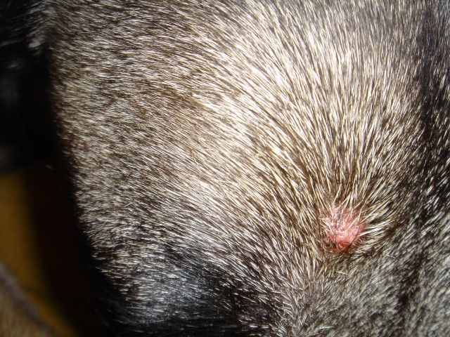 tumor Foto &amp; Bild tiere, haustiere, hunde Bilder auf