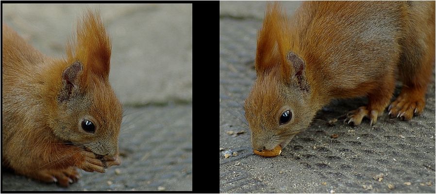 .ueberlegungen sich auf die eichhorn- und auch die meisenphotographie zu spezialisieren.