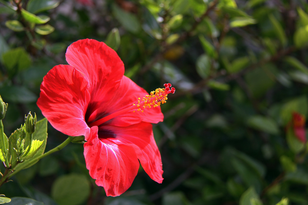 Una flor roja. Imagen & Foto | plantas, flores, madre natura Fotos de