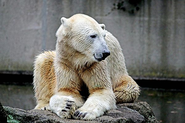 und natürlich hab ich auch das wichtigste in berlin auch besucht den berliner zoo