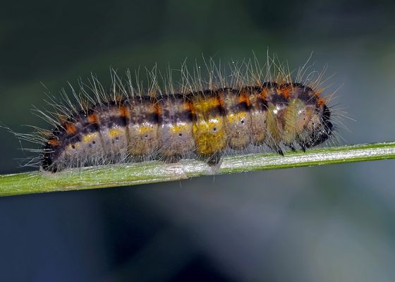 Une agréable rencontre qui m'a fascinée! - Eine besonders hübsche Begegnung. (Foto 2)