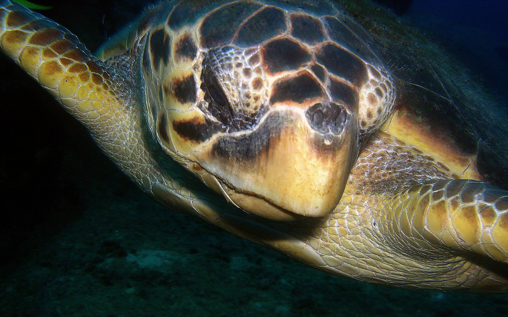 Unechte Karettschildkröte (Caretta caretta) Finale Version Foto