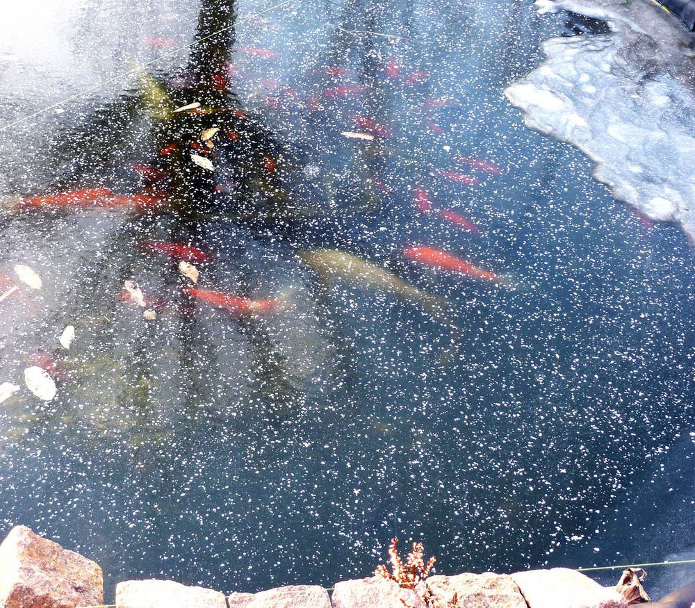 Unsere Fische im Winter Foto & Bild tiere, tiere & pflanzen, natur