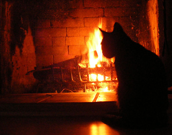 Unsere Katzen lieben das Feuer im Kamin Foto & Bild | tiere, haustiere