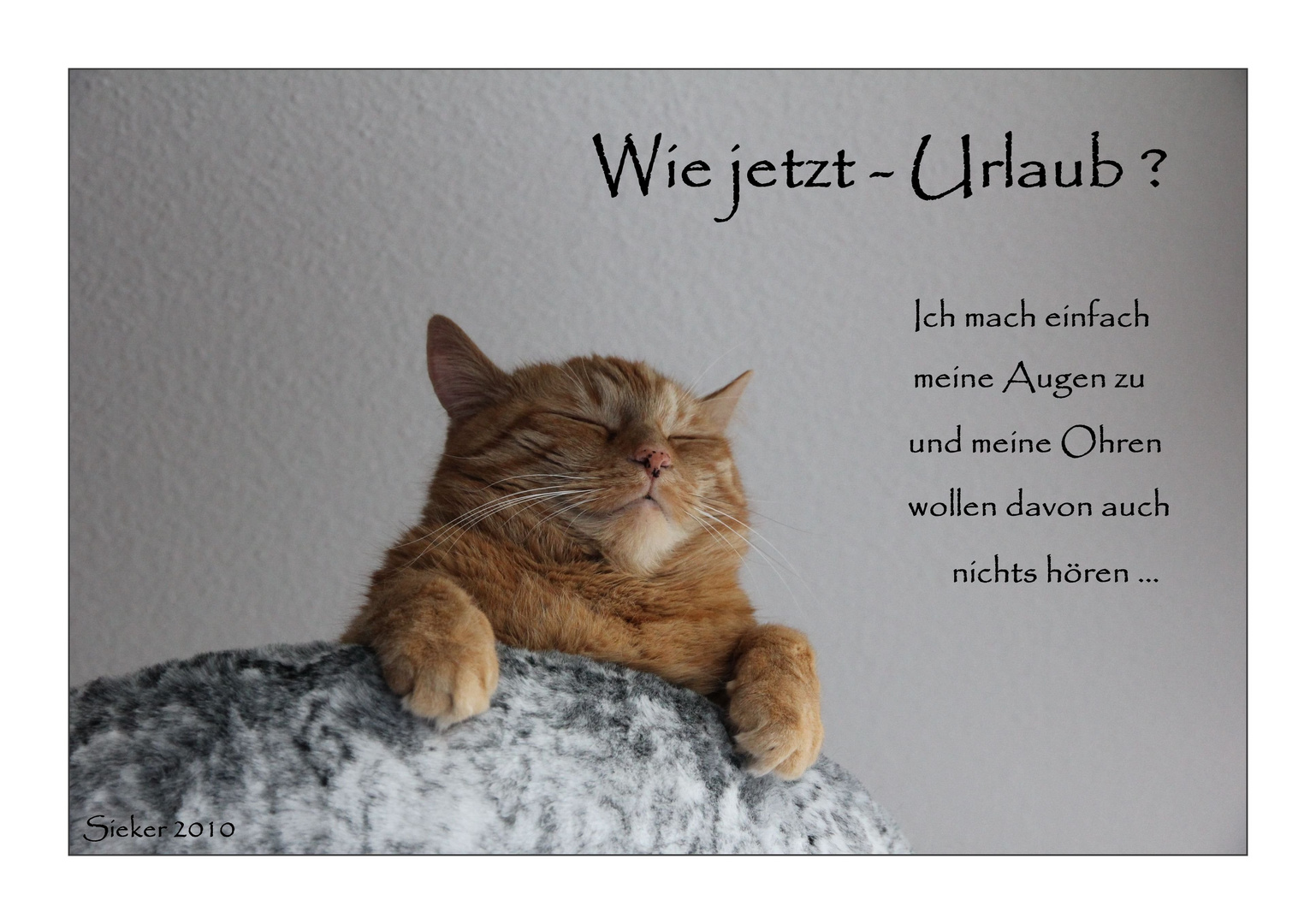 Urlaubsstimmung ? Foto & Bild tiere, haustiere, katzen Bilder auf