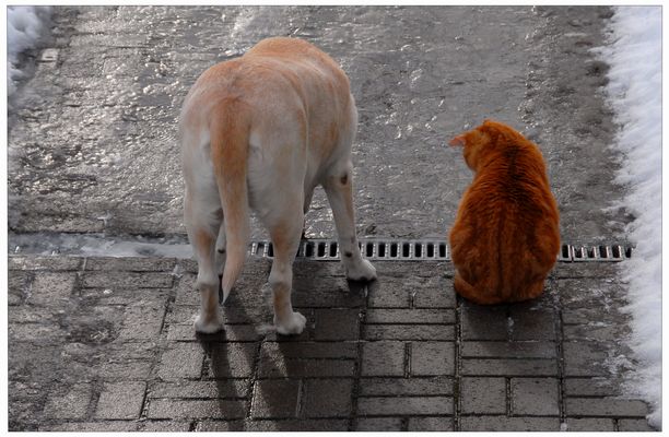 ¡Venid, Bonnie y Zorrito, vamos a la calle! (Kommt, Bonnie und Fuchsie, wir gehen Gassi)