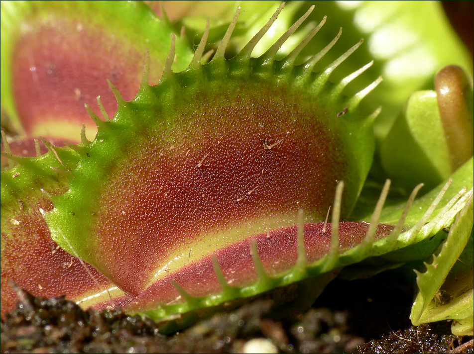 Venusfalle Venusfalle