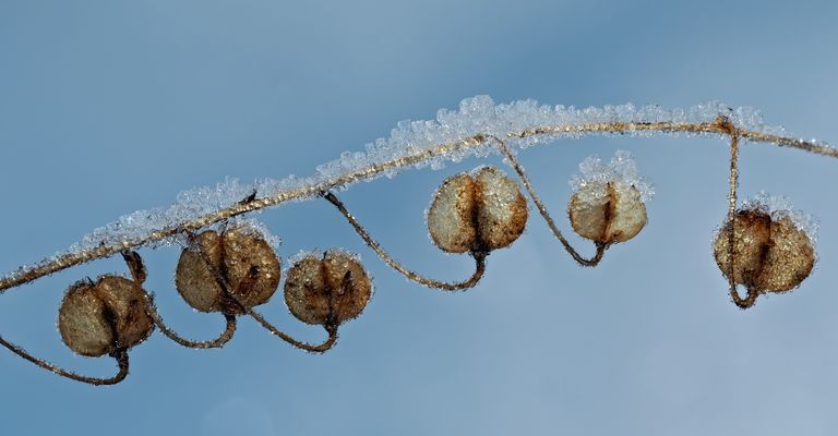 Verblüht, aber vom Winter prächtig geschmückt! - Fanés, mais décorés par les beautés de l'hiver!
