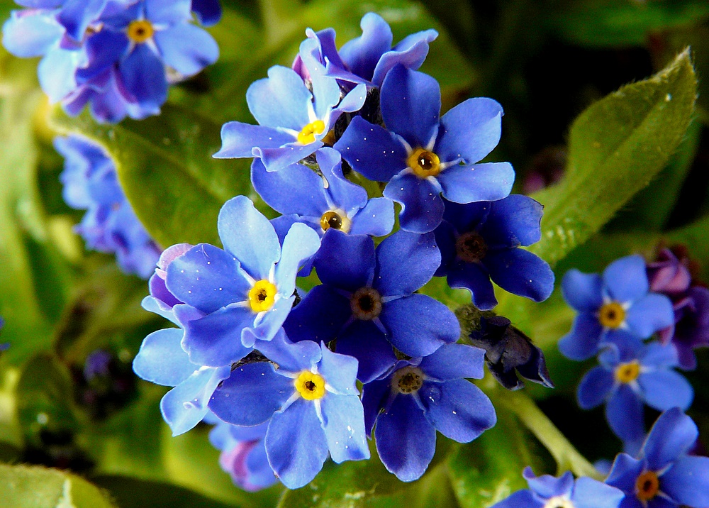 vergiss mein nicht ! . . Foto & Bild sonstiges, naturkunst, gestalten mit blumen Bilder auf vergiss mein nicht ! . . Foto & Bild sonstiges, naturkunst, gestalten mit blumen Bilder auf