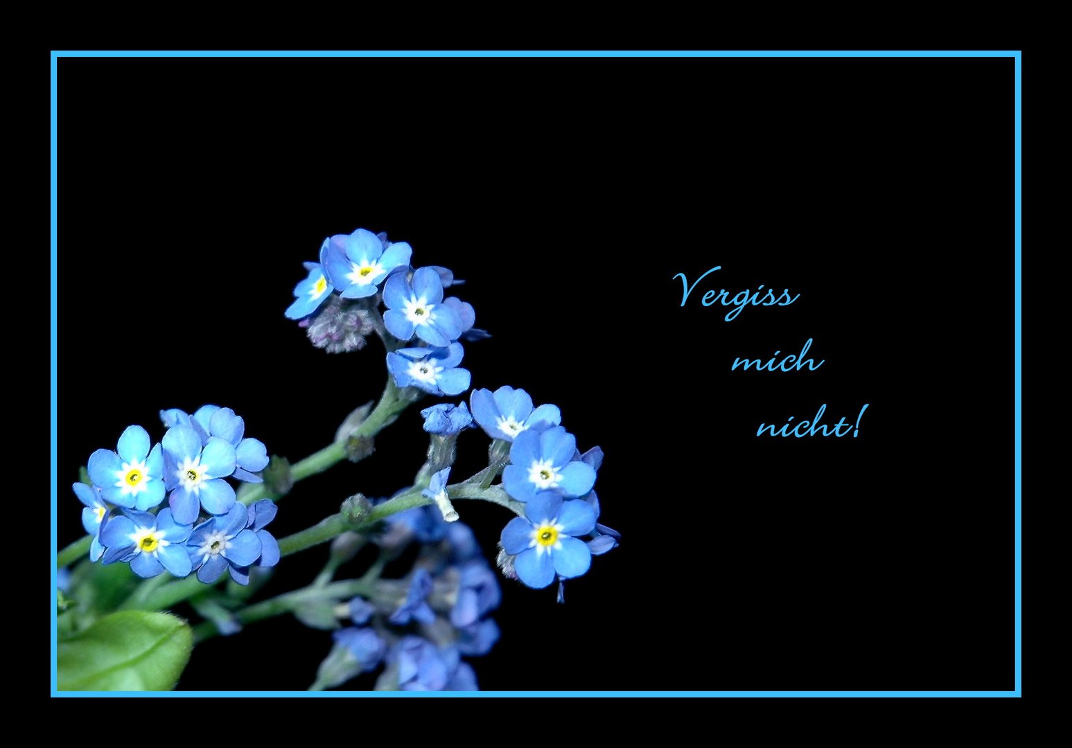Vergiss mich nicht! Foto & Bild pflanzen, pilze & flechten, blüten