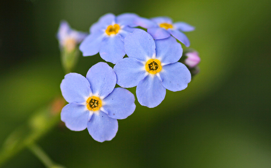 Vergissmeinnicht Bilder vergissmeinnicht foto bild pflanzen pilze flechten Vergissmeinnicht Bilder vergissmeinnicht foto bild pflanzen pilze flechten