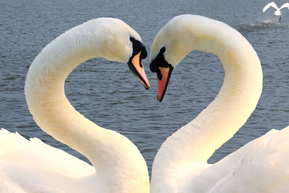 Verliebte Schwäne (2) Foto & Bild tiere, tierfreundschaften, natur