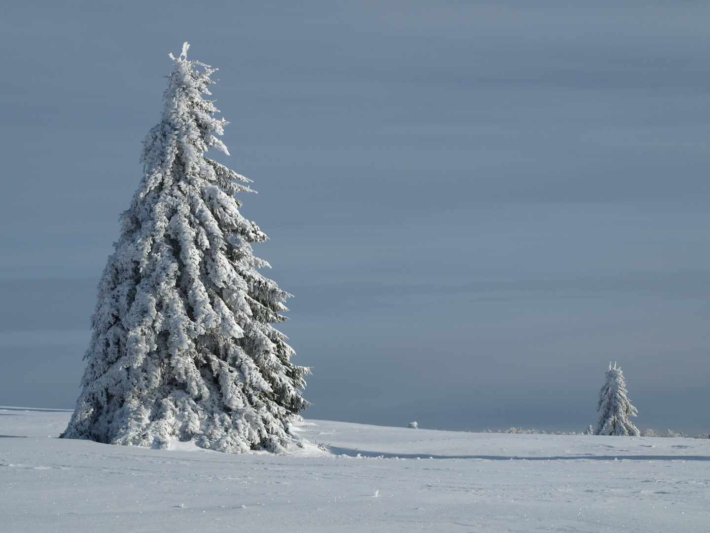 Verschneite Tanne Foto & Bild  jahreszeiten, winter, natur Bilder auf 