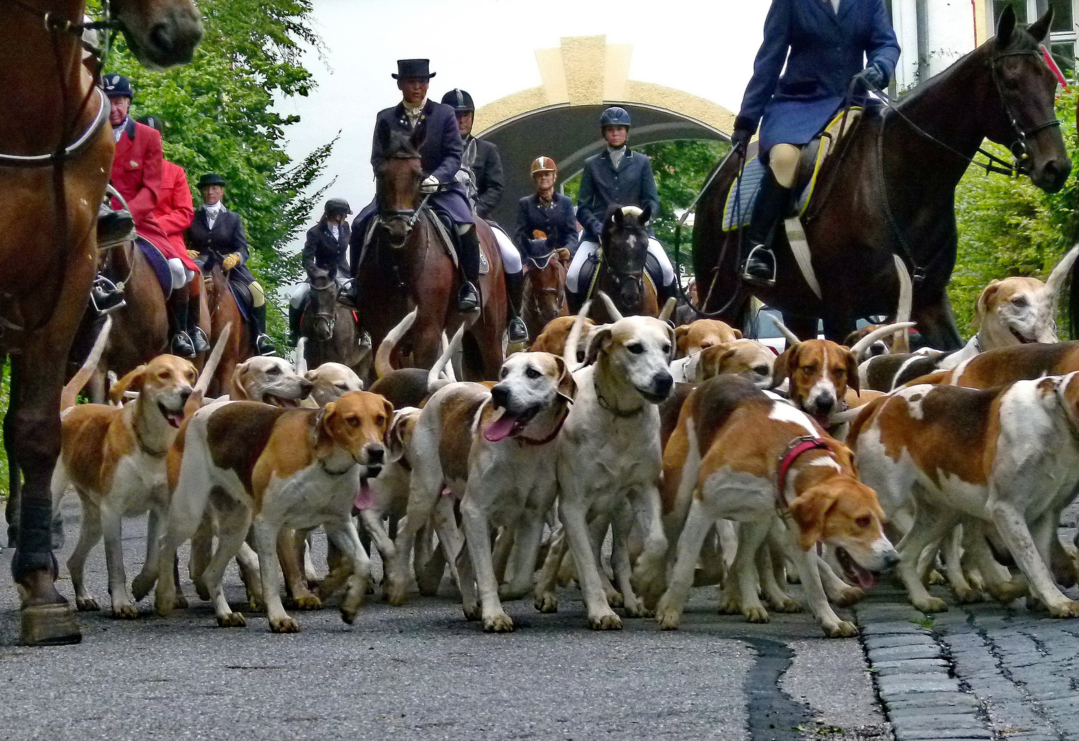 Viele Hunde sind des Hasen Tod. Foto & Bild tiere, haustiere, hunde