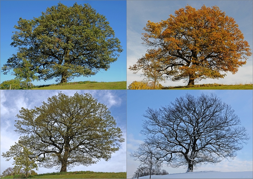 Vier Jahreszeiten 2.0 Foto & Bild pflanzen, pilze
