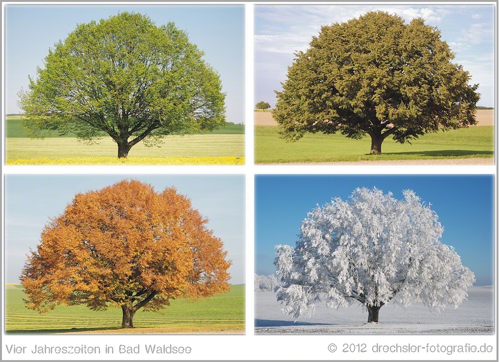 Vier Jahreszeiten Foto & Bild pflanzen, pilze & flechten, bäume