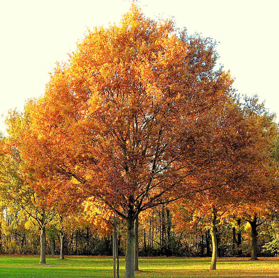 Jahreszeit Herbst Jahreszeit Herbst