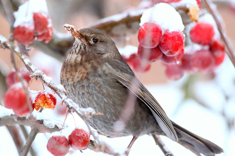Vogel im Winter Foto & Bild tiere, wildlife, wild lebende vögel