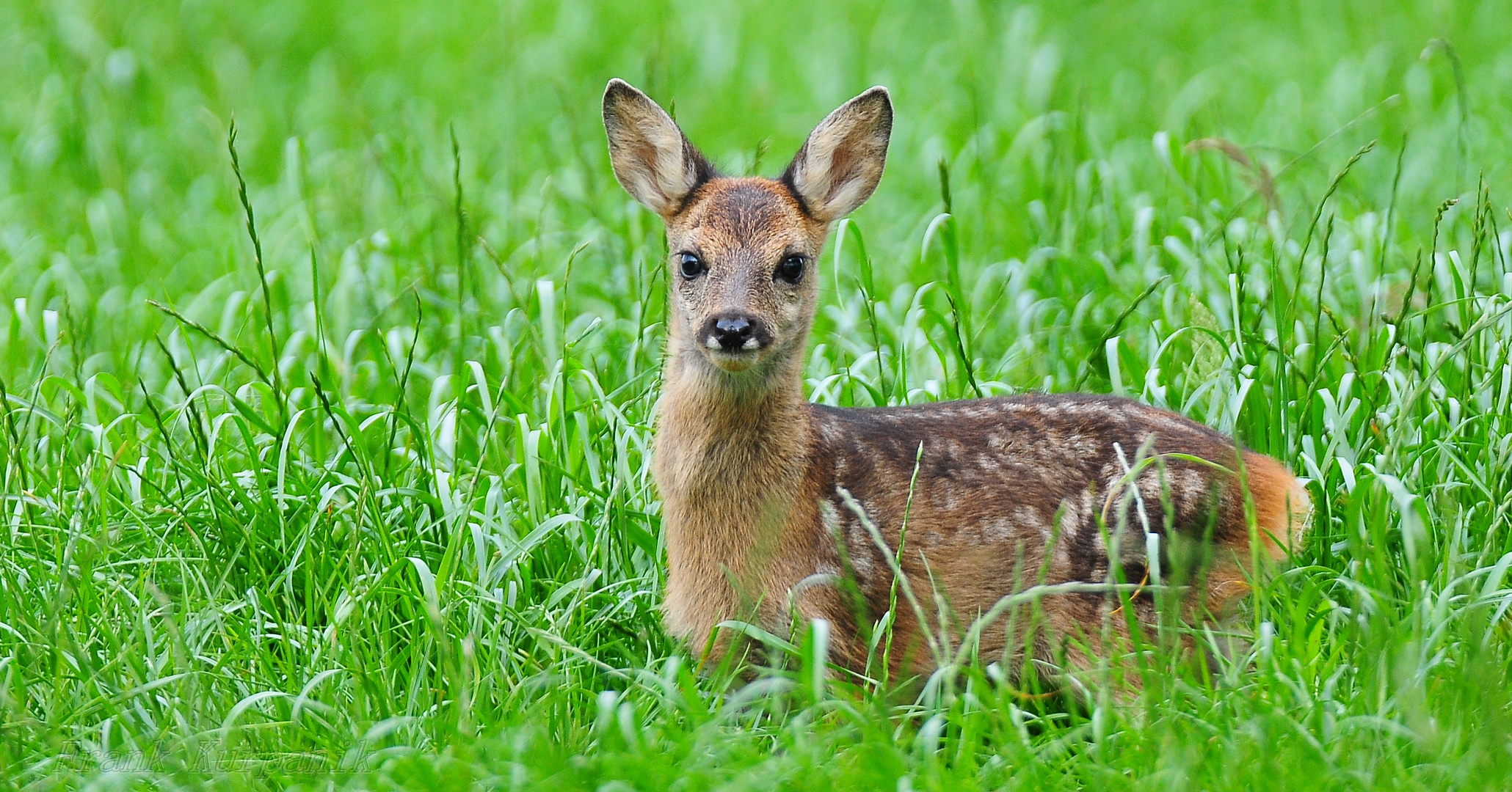 Voll süss, ist das kleine Rehkitz Foto & Bild tiere, wildlife
